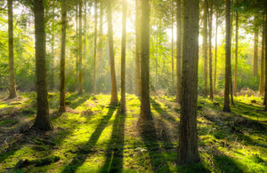 A Greener Future?